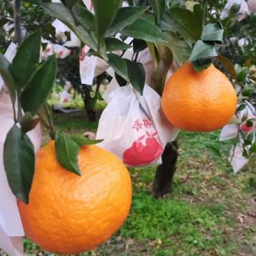 四川春见耙耙柑，大量供应市场货，电商货，工厂货，一手货源
