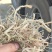 【推荐】湖北稻草揉丝干稻草无土无膜无霉变，保质保量供应
