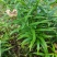 黄精包邮，野生环境下生长并且是5年的黄精不施肥不打药。