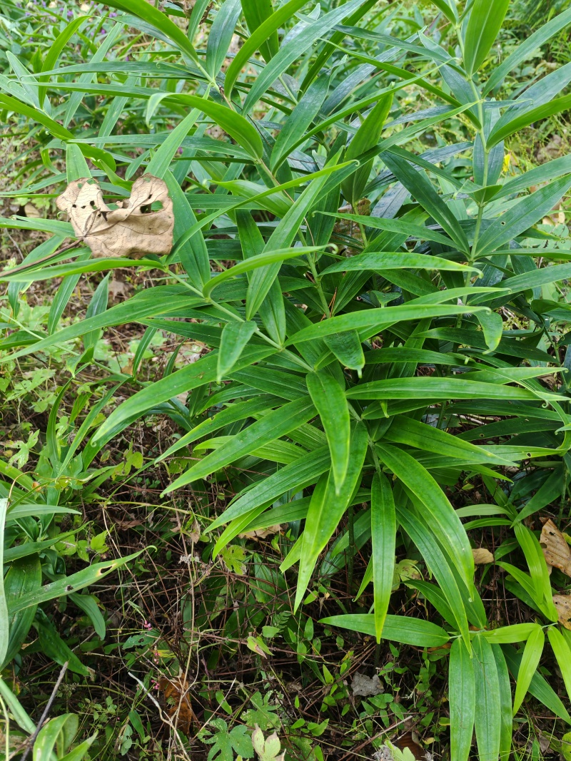 黄精包邮，野生环境下生长并且是5年的黄精不施肥不打药。
