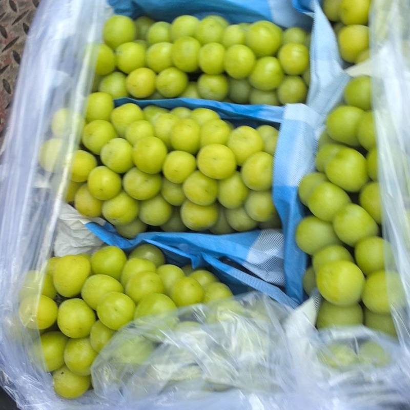 精品阳光玫瑰