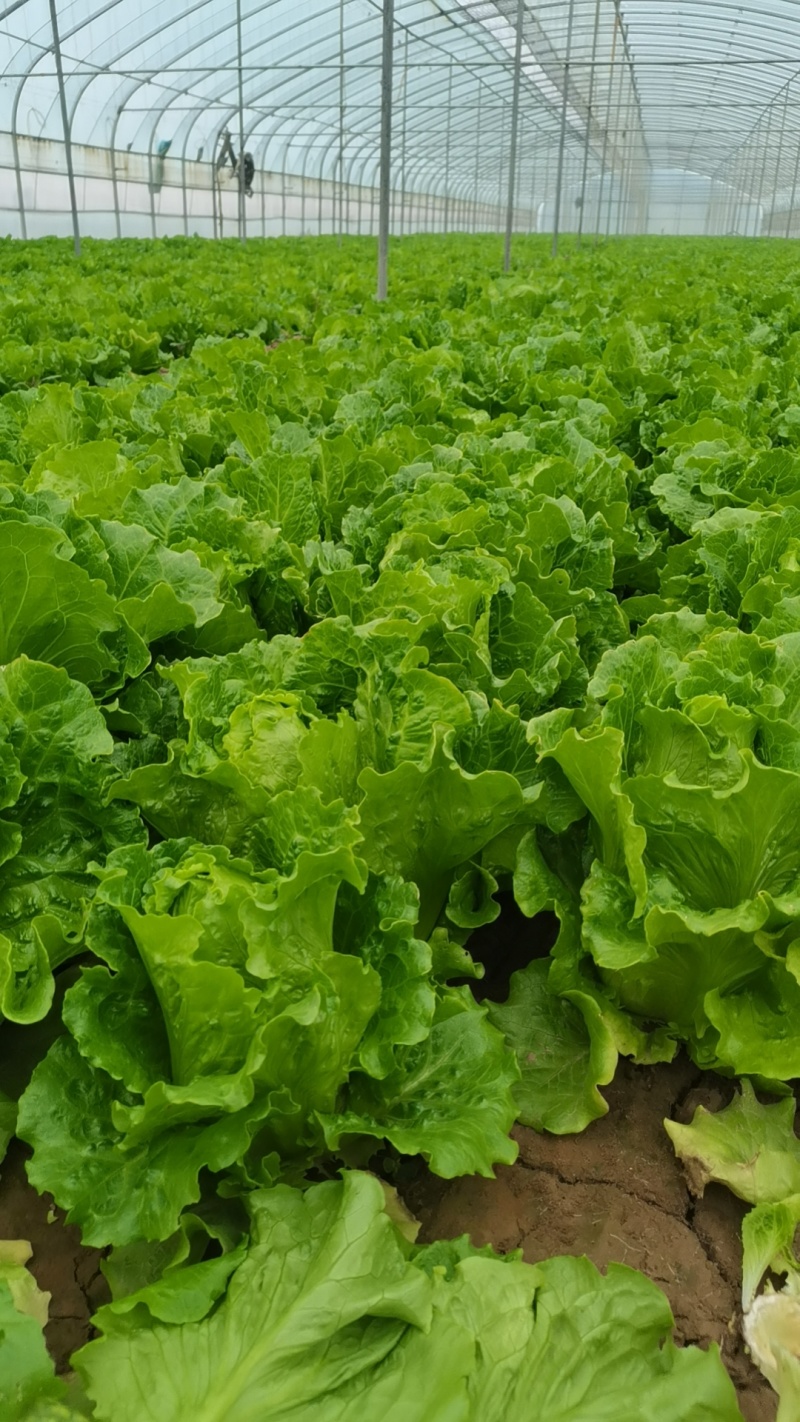产地河南省安阳市滑县直供大棚生菜