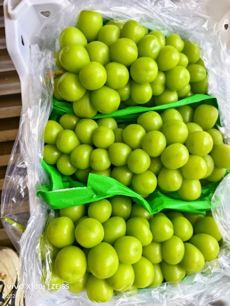 精品阳光玫瑰