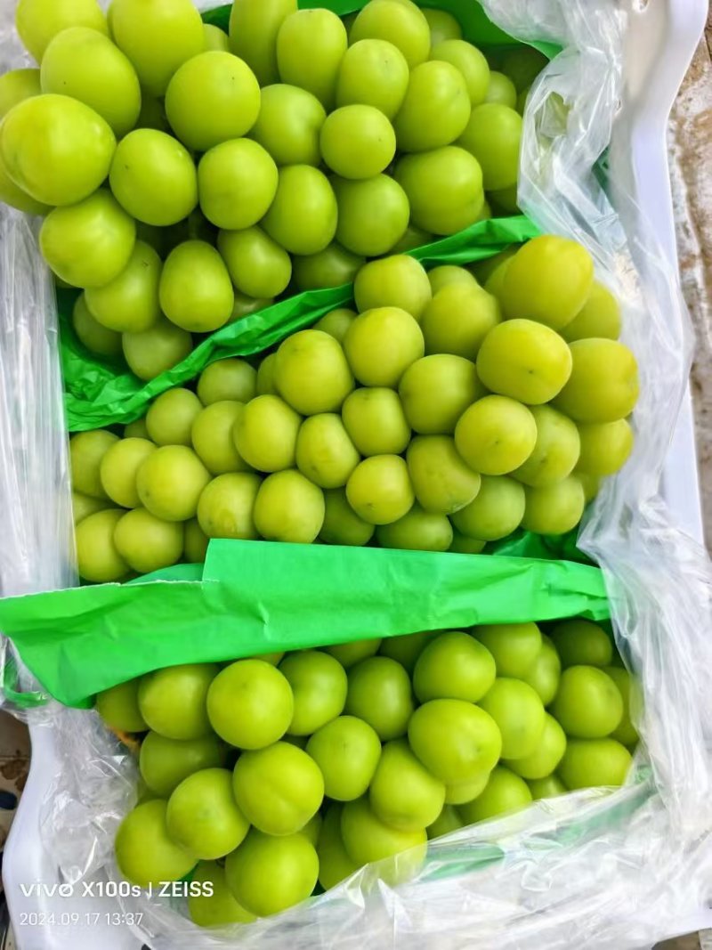 精品阳光玫瑰