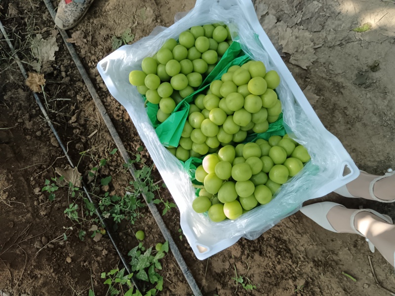 精品阳光玫瑰