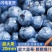 【现货速发】一件代发秘鲁新鲜蓝莓鲜果大果孕妇宝宝辅食护眼