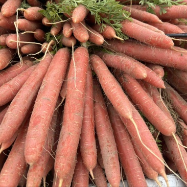 红萝卜🥕
