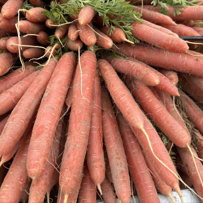红萝卜🥕