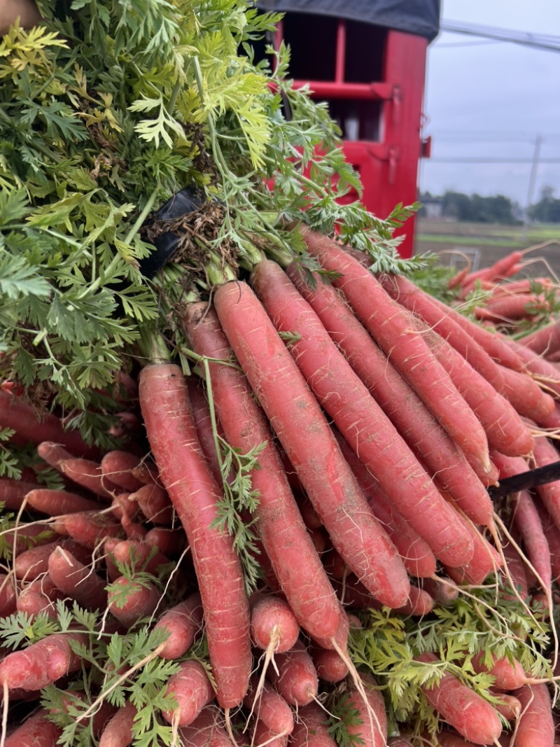 红萝卜🥕