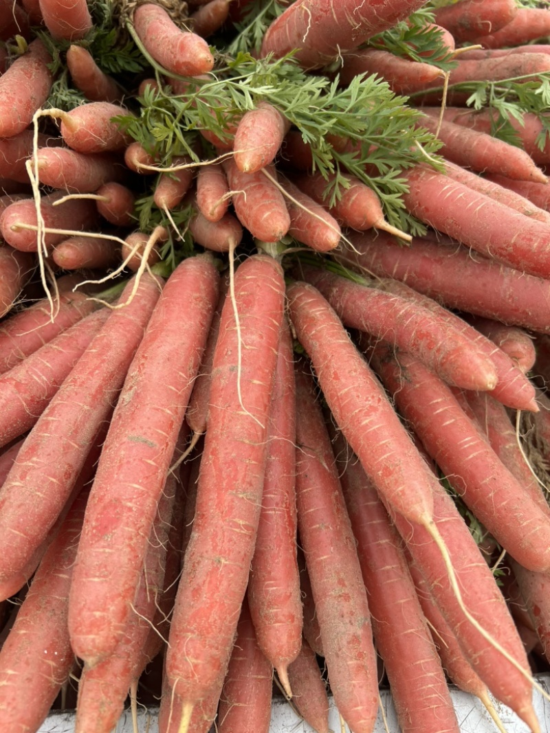 红萝卜🥕