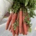 红萝卜🥕