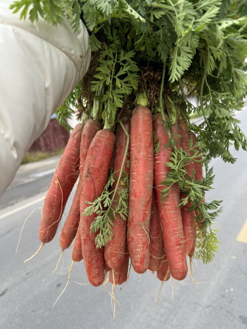 红萝卜🥕