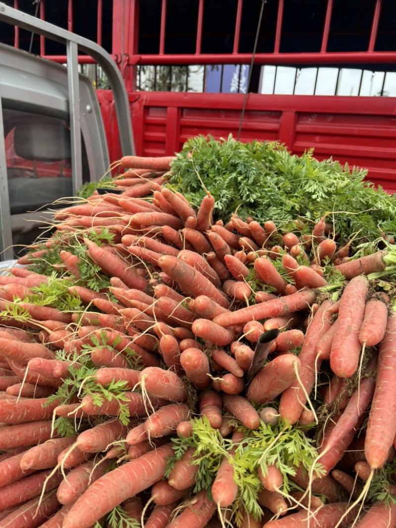 红萝卜🥕