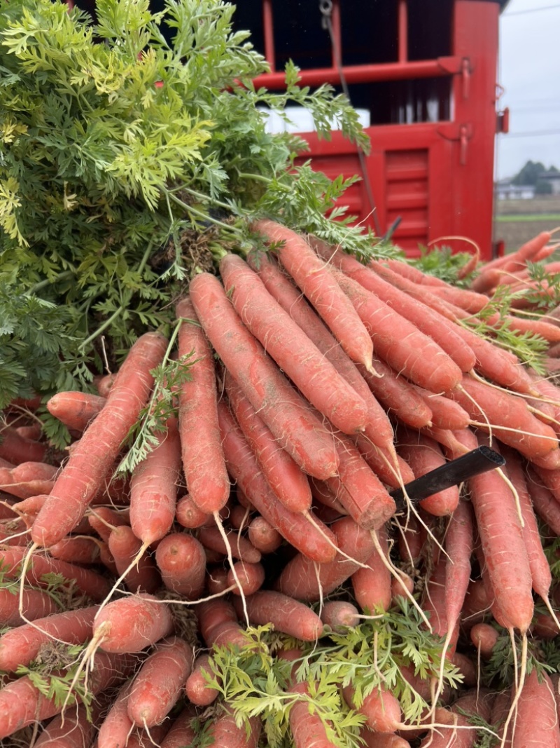 红萝卜🥕