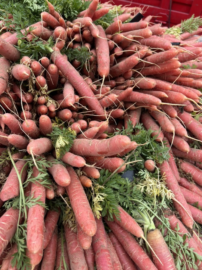 红萝卜🥕