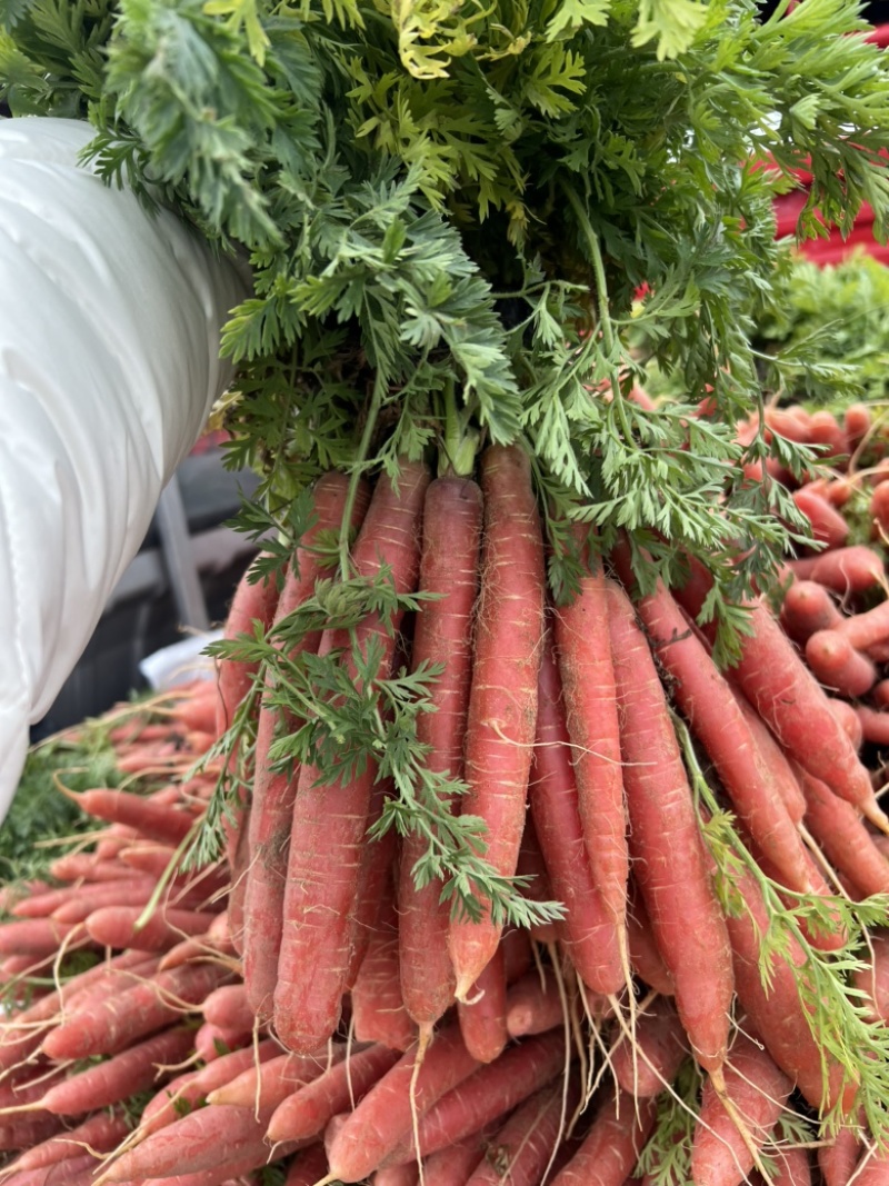 红萝卜🥕