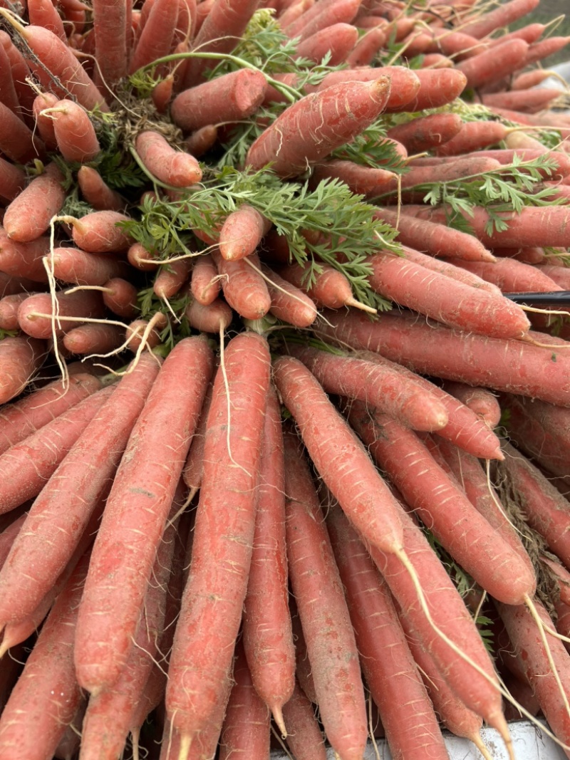 红萝卜🥕
