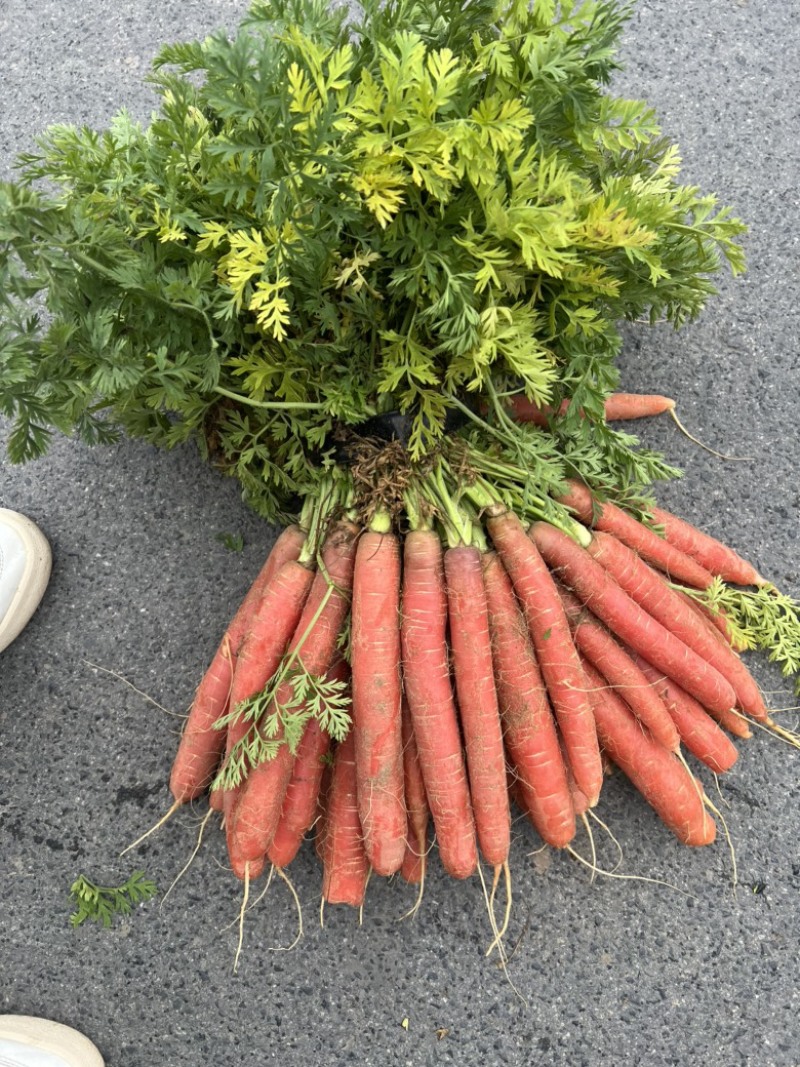 红萝卜🥕