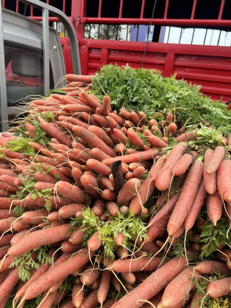 红萝卜🥕
