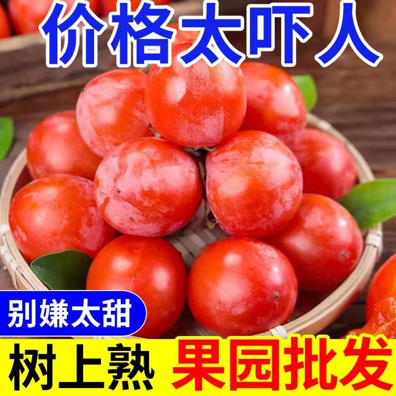 今日特价】一件代发正宗爆甜火晶小柿子现摘现发新鲜水果甜