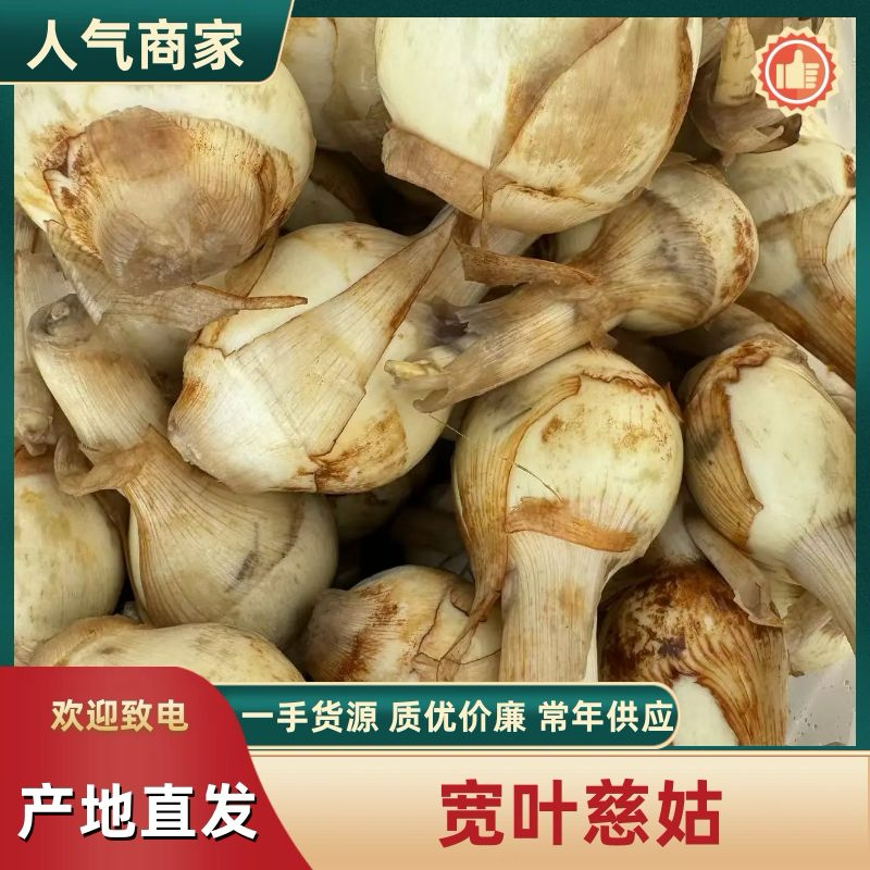 推荐，精品慈菇，颜色白，几乎没有水秀，价格优，货源充足