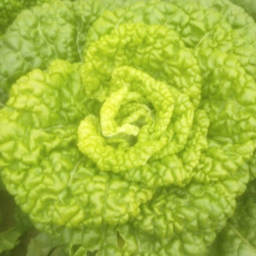 黄心菜