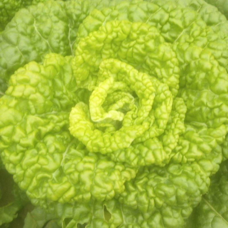 黄心菜