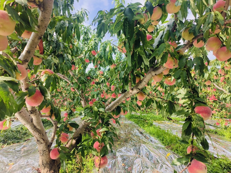 套袋脆甜冬桃