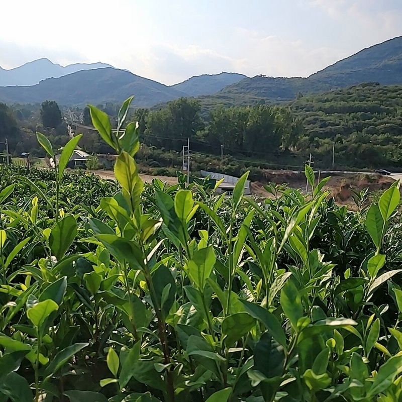 泰山女儿茶2024年新茶叶绿茶春茶炒青小叶种特产耐泡日照