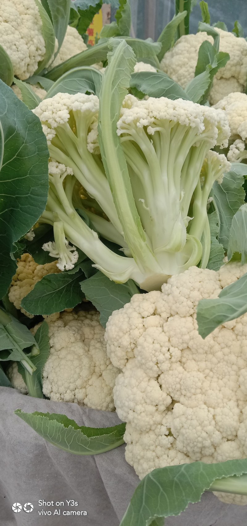 青梗散花