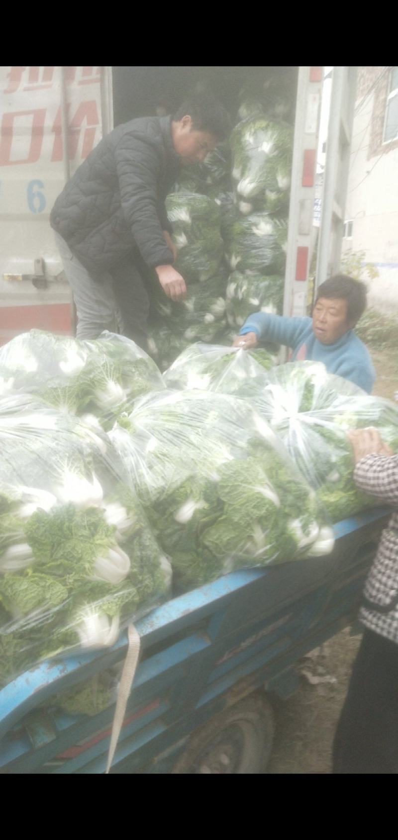 黄心菜