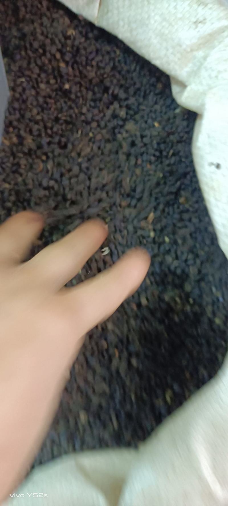 补骨脂，实物拍摄没有修图批发兼零售有需要的直接老板下单