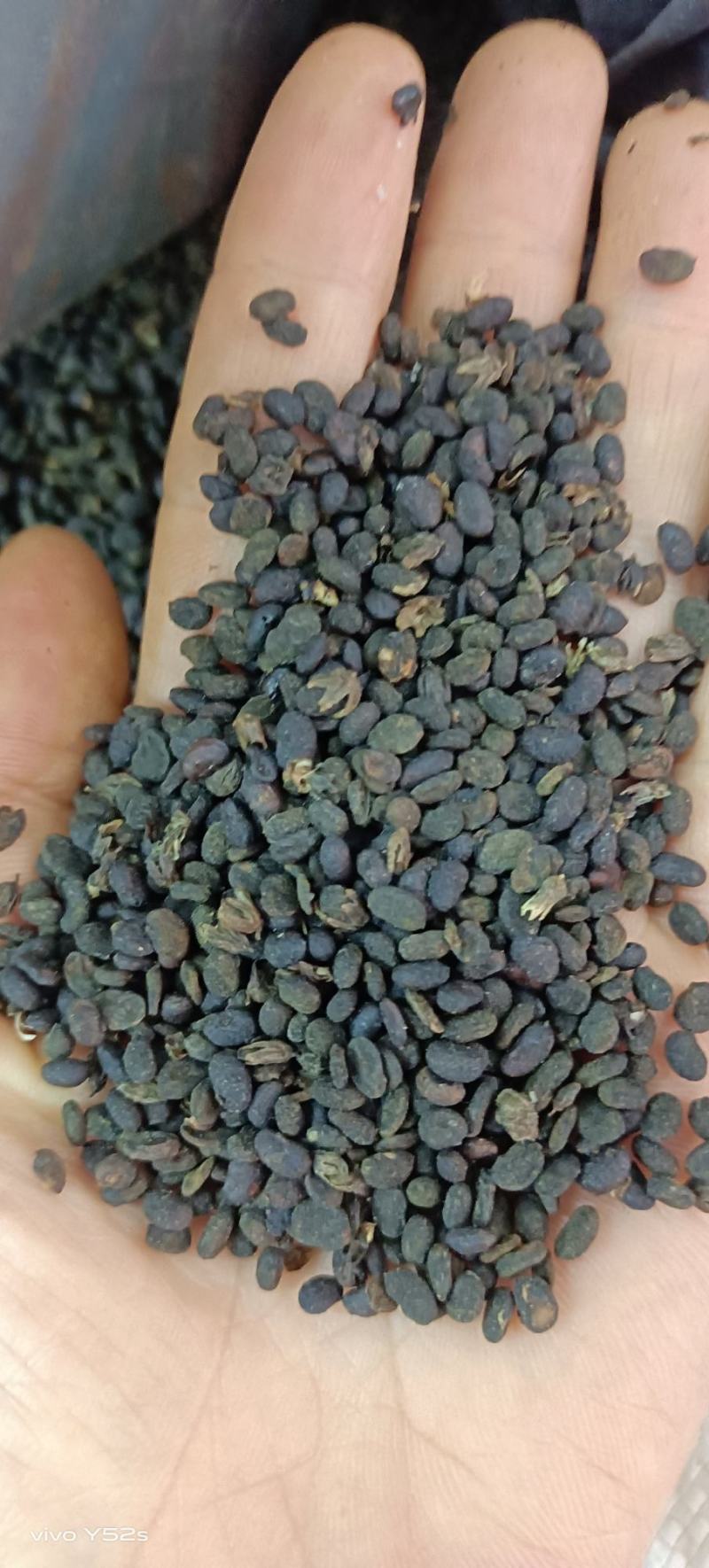 补骨脂，实物拍摄没有修图批发兼零售有需要的直接老板下单