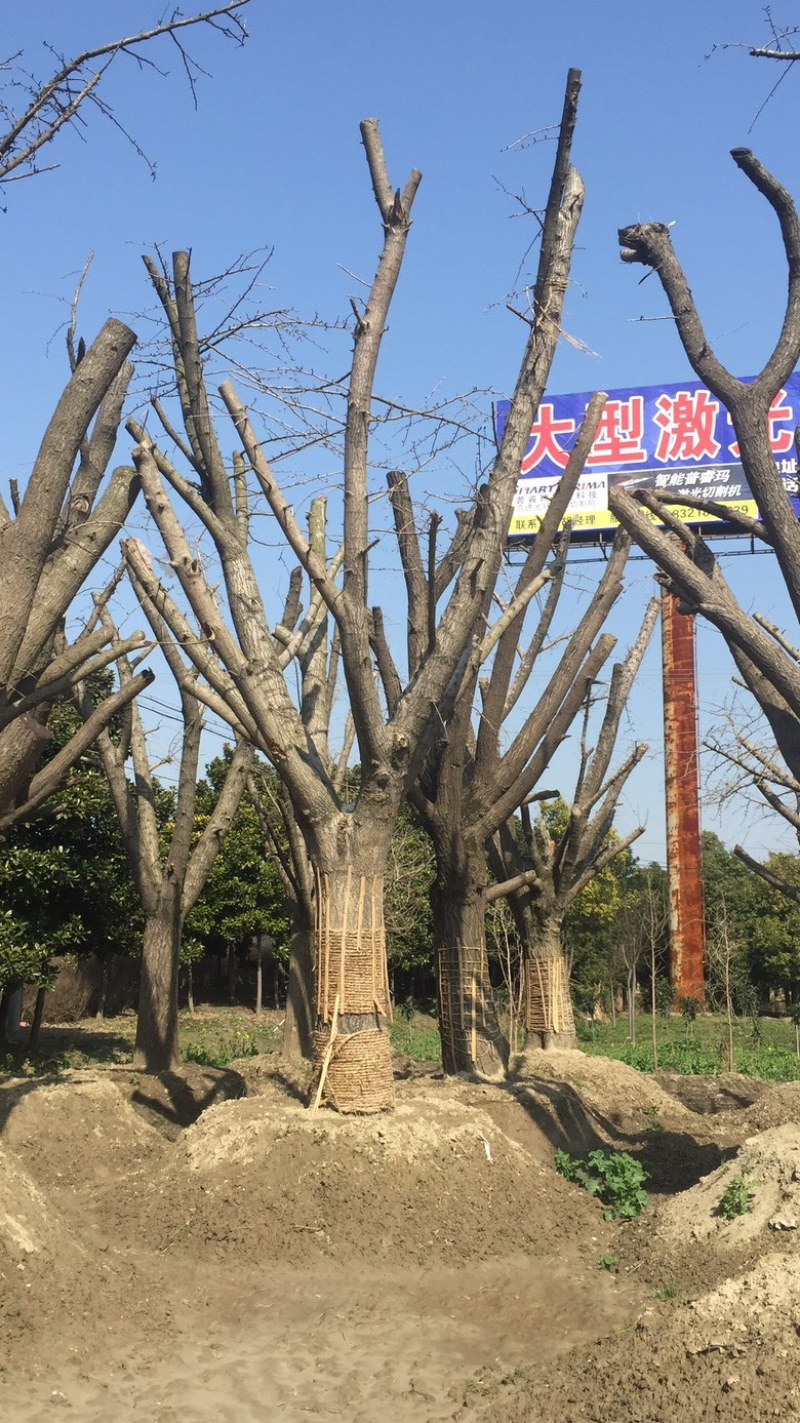 银杏古树大规格银杏树包挖包运输证件齐全包开发票