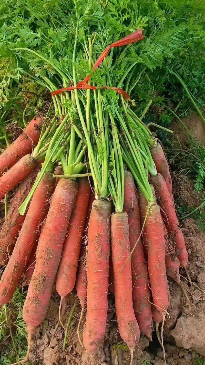 精品红罗卜