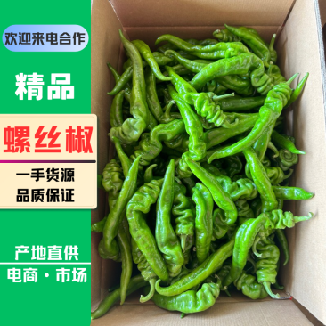 广西辣椒螺丝椒笼椒大量上市产地一手货源大量供应