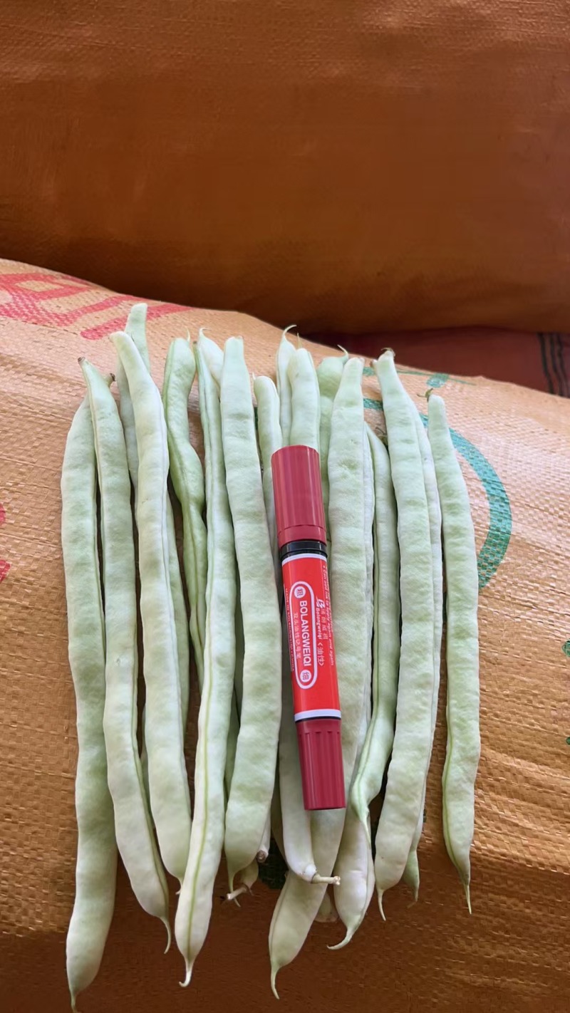 白芸豆白不老