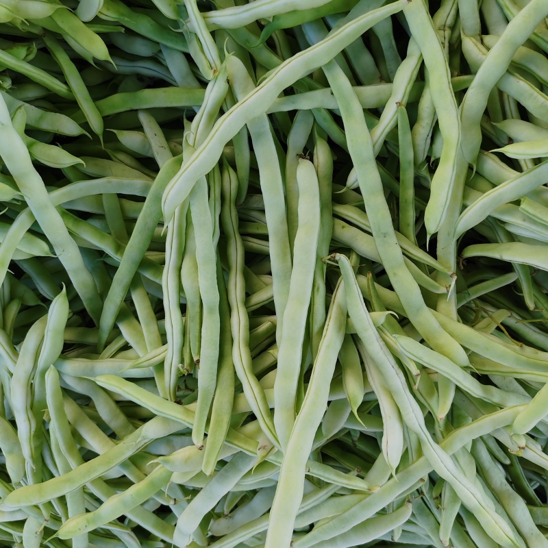 白芸豆白不老