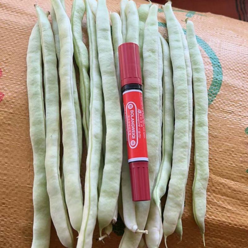 白芸豆白不老