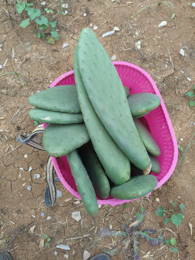 食用仙人掌米绑塔仙人掌种植片基地直发价格优惠