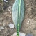 食用仙人掌米绑塔仙人掌种植片基地直发价格优惠