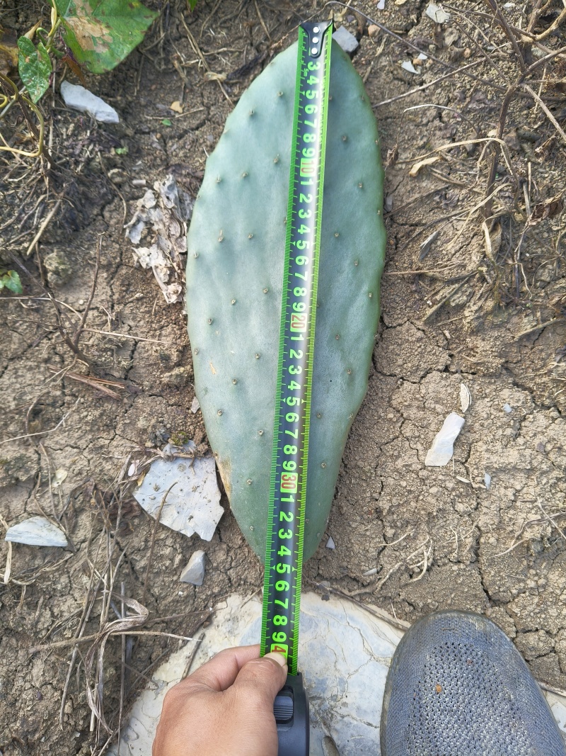 食用仙人掌米绑塔仙人掌种植片基地直发价格优惠
