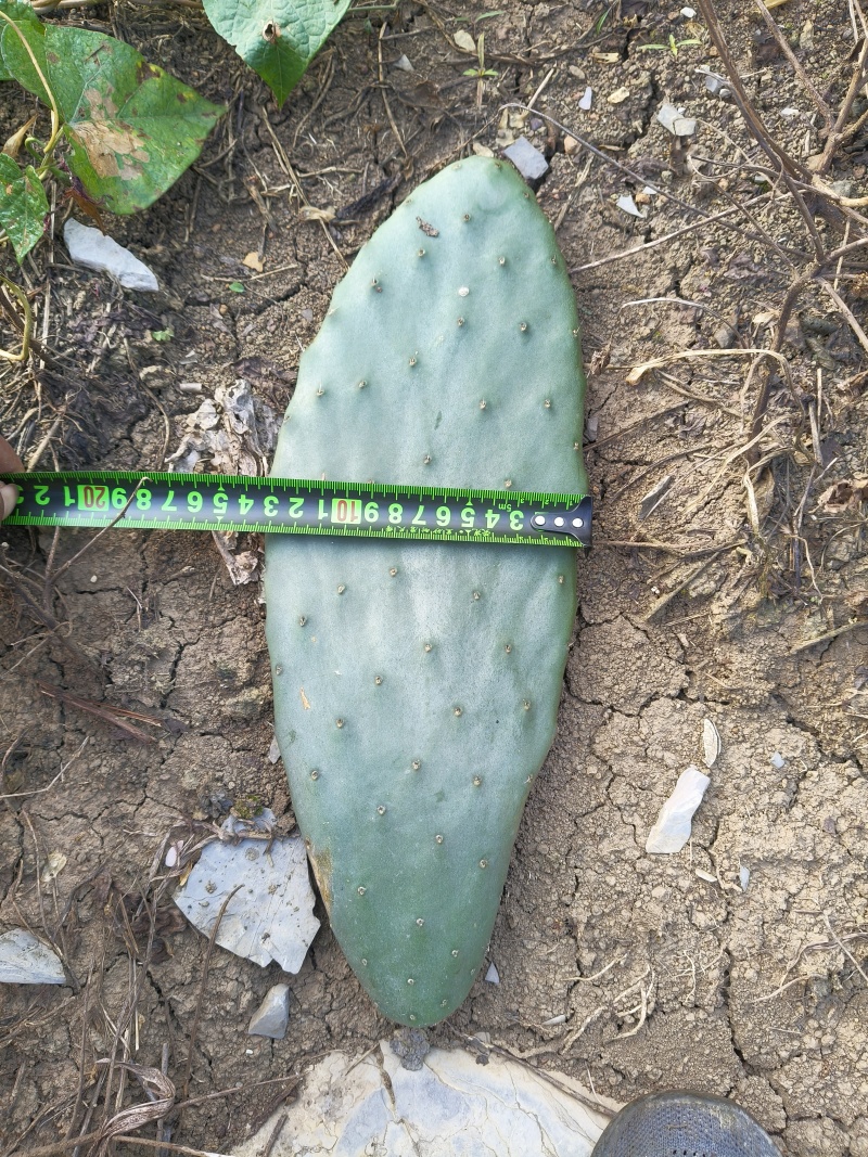食用仙人掌米绑塔仙人掌种植片基地直发价格优惠