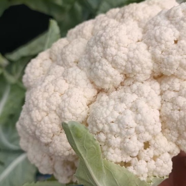 精品小米粒有机花菜大量现货供应质量保证诚信经营欢迎咨询