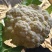 精品小米粒有机花菜大量现货供应质量保证诚信经营欢迎咨询