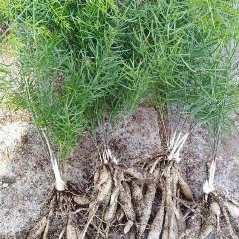 良种大天冬苗耐寒耐旱产量高贵州毕节基地常年供货
