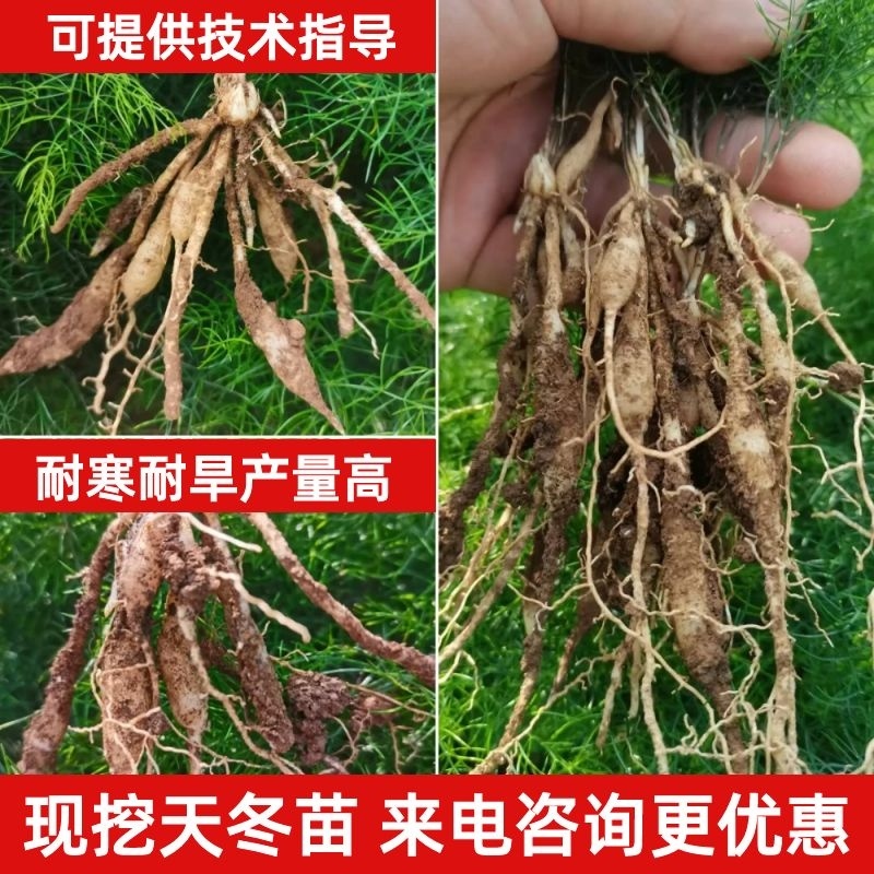 良种大天冬苗耐寒耐旱产量高贵州毕节基地常年供货