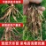良种大天冬苗耐寒耐旱产量高贵州毕节基地常年供货