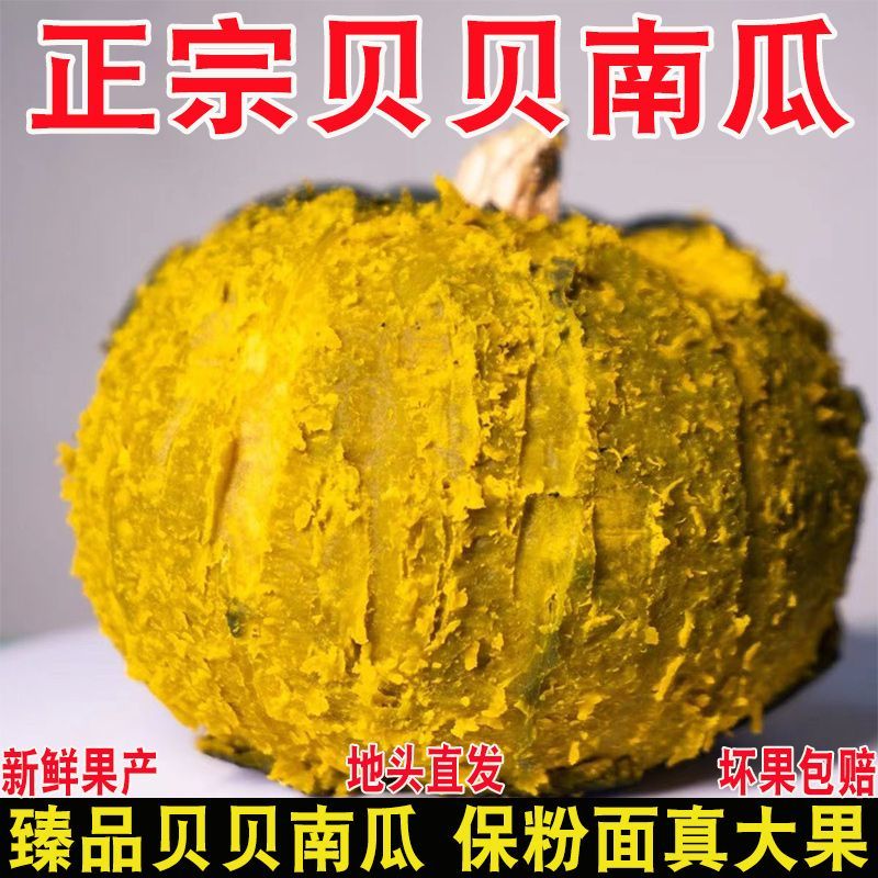 正宗贝贝南瓜板栗味贝贝面南瓜应季蔬菜辅食粉糯干面小南瓜整