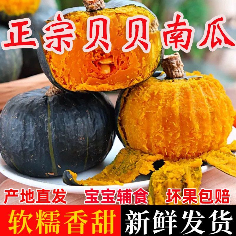 正宗贝贝南瓜板栗味贝贝面南瓜应季蔬菜辅食粉糯干面小南瓜整